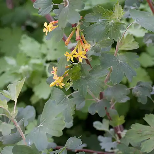 Une image de Groseillier doré : Un éclat au jardin