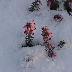 Une image de Le coussin de bruyère : la plante facile et colorée pour un jardin éclatant