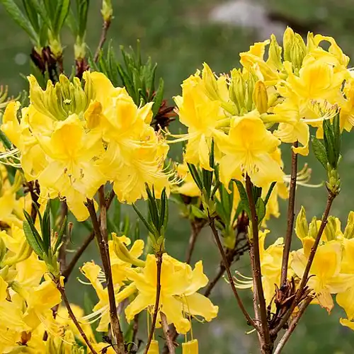 Une image de Azalée Pontique : La Plante Qui Va Illuminer Votre Jardin Au Printemps