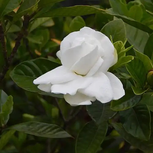 Une image de Le Gardénia : Un Éclat de Parfum au Jardin