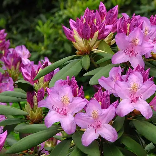 Une image de Rhododendron Roseum Elegans : Un Joyau du Jardin