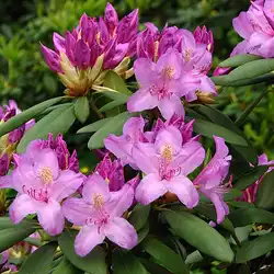 Une image de Rhododendron Roseum Elegans : Un Joyau du Jardin